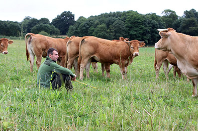 producteur de viande de boeuf